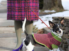 11 Of The Best Patterns For Dogs On The Web