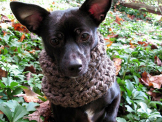 11 Of The Best Patterns For Dogs On The Web