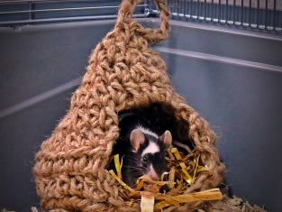 10 Of The Best Patterns For Pets On The Web